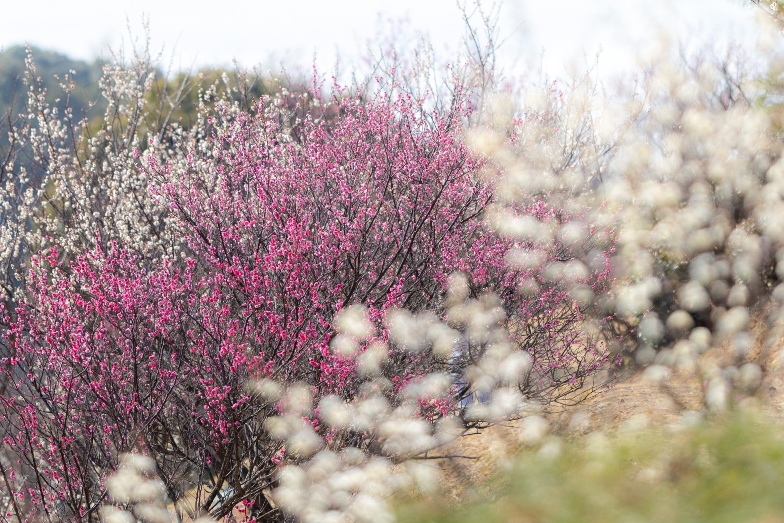 🌺2月の婚活サポート実績のご報告🌺
